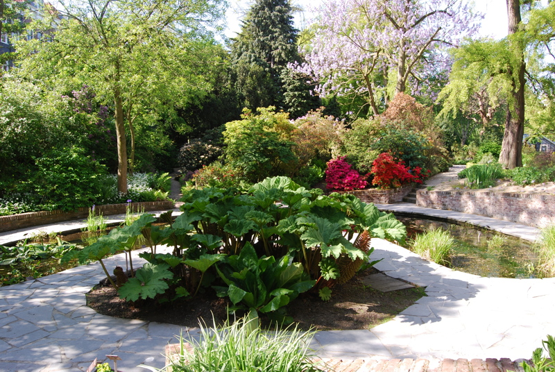 13 - Gunnera manicata, also known as giant rhubarb, planted alongside a garden pond